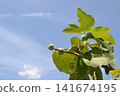 Figs and the blue sky 141674195