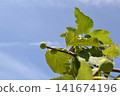 Figs and the blue sky 141674196