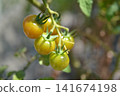 Mini tomatoes that are starting to turn red 141674198
