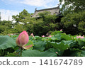 笠寺觀音寺的荷花池 141674789