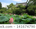 笠寺觀音寺的荷花池 141674790