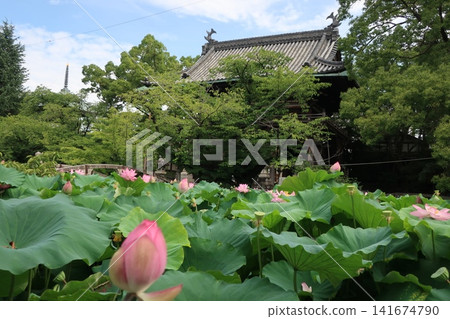 笠寺觀音寺的荷花池 笠寺觀音寺的荷花池 141674790