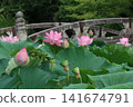 笠寺觀音寺的荷花池 141674791