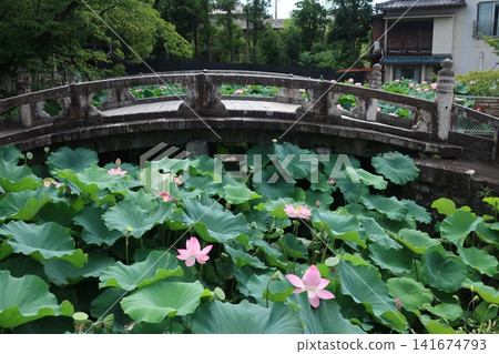 笠寺觀音寺的荷花池 笠寺觀音寺的荷花池 141674793