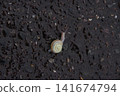 雨後街頭的蝸牛 141674794