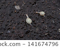 雨後街頭的蝸牛 141674796