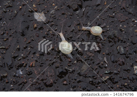 雨後街頭的蝸牛 雨後街頭的蝸牛 141674796
