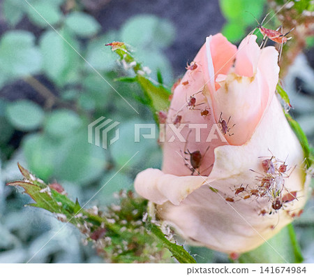 Rose bud of Rosa hybrida covered by aphids feeding on petals, leaves and stems in a garden environment. Plant pest infestation, agricultural damage, horticulture problem, insect colony, macro nature. Rose bud of Rosa hybrida covered by aphids feeding on petals, leaves and stems in a garden environment. Plant pest infestation, agricultural damage, horticulture problem, insect colony, macro nature. 141674984
