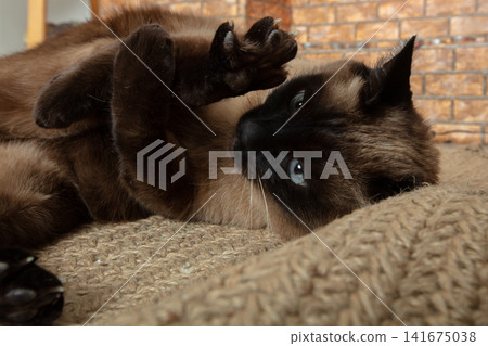 Playful Siamese cat enjoying a cozy moment on a soft blanket in a warm living room Playful Siamese cat enjoying a cozy moment on a soft blanket in a warm living room 141675038