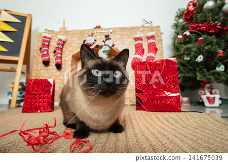 Siamese cat sitting near decorated Christmas fireplace with presents and holiday decorations in cozy living room Siamese cat sitting near decorated Christmas fireplace with presents and holiday decorations in cozy living room 141675039