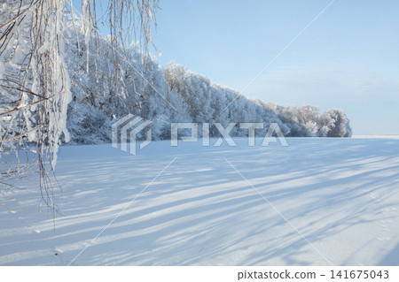 Snow covers trees and ground in a winter landscape near a field under a clear sky in a cold season Snow covers trees and ground in a winter landscape near a field under a clear sky in a cold season 141675043