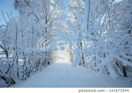 Snow-covered path in a forest with trees lined by frost on a bright winter day in December Snow-covered path in a forest with trees lined by frost on a bright winter day in December 141675044