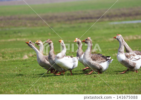 A flock of geese is grazing on a green meadow. The geese are walking together one after another. A flock of geese is grazing on a green meadow. The geese are walking together one after another. 141675088