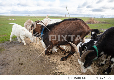 A herd of goats of different breeds eat grain scattered on the ground. A herd of goats of different breeds eat grain scattered on the ground. 141675090
