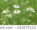 白黑種草 141675125
