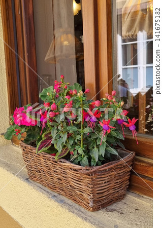 Vibrant Fuchsia Flowers in Rustic Wicker Planter on Sunlit Window Sill Perfect for Home Decor and Gardening Inspiration Vibrant Fuchsia Flowers in Rustic Wicker Planter on Sunlit Window Sill Perfect for Home Decor and Gardening Inspiration 141675182