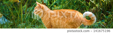 Ginger cat walking in the garden in summer Ginger cat walking in the garden in summer 141675196