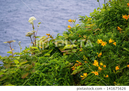 Flowers blooming on the cliff Flowers blooming on the cliff 141675626