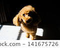 一隻玩具貴賓犬在室內曬太陽，這是一張人們喜愛的寵物狗的照片。 141675726