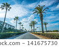 沿海公路兩旁棕櫚樹成蔭，讓人聯想到熱帶小鎮的景象。 141675730