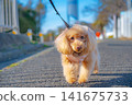 一張玩具貴賓犬在住宅區人行道上行走的照片。 141675733