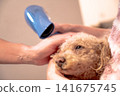 一隻玩具貴賓犬洗完澡後正在用吹風機吹乾。 141675745