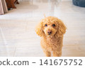 一隻玩具貴賓犬面向前方站立，目光直視前方。 141675752