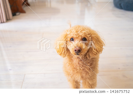 A toy poodle stands facing forward, with a direct gaze. A toy poodle stands facing forward, with a direct gaze. 141675752