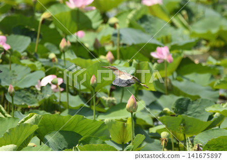 A bittern flying over a lotus pond 141675897