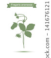 Wild Strawberry Plant 141676121