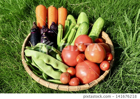 Summer vegetables just harvested Summer vegetables just harvested 141676218