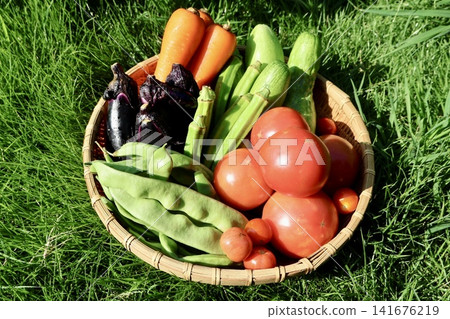 Summer vegetables harvested Summer vegetables harvested 141676219