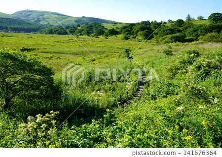 Hachijigahara Marsh Hachijigahara Marsh 141676364