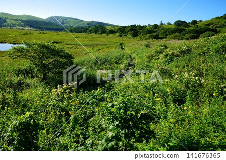 Hachijigahara Marsh Hachijigahara Marsh 141676365