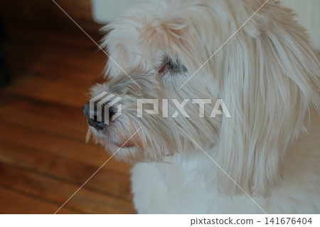 A dog's profile in Puerto Natales A dog's profile in Puerto Natales 141676404