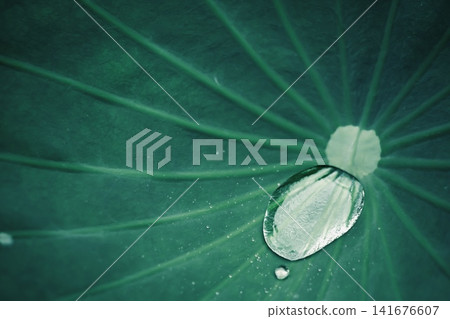 雨水積累在荷葉上 141676607