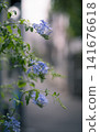 Alley flower 141676618