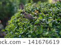 Sparrow 141676619