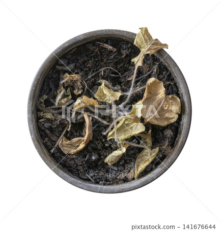 A dead plant with dried brown leaves lies in a pot of dry soil. 141676644