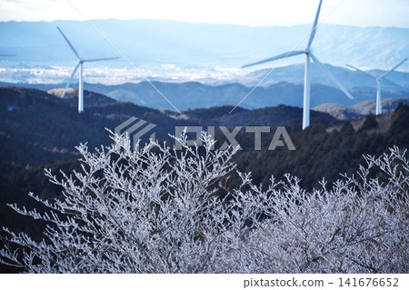 Hoarfrost on Aoyama Plateau 141676652
