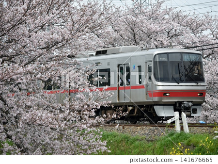 A Meitetsu 5000 series train running through a field of cherry blossoms in full bloom. A Meitetsu 5000 series train running through a field of cherry blossoms in full bloom. 141676665