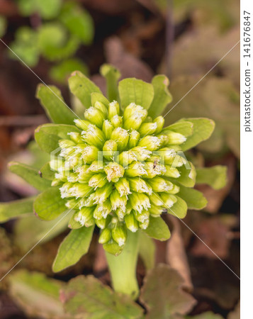 Butterbur sprouts in the spring mountains 05 Butterbur sprouts in the spring mountains 05 141676847
