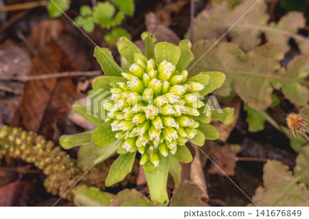 Butterbur sprouts in the spring mountains 07 Butterbur sprouts in the spring mountains 07 141676849