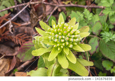 Butterbur sprouts in the spring mountains 08 Butterbur sprouts in the spring mountains 08 141676850