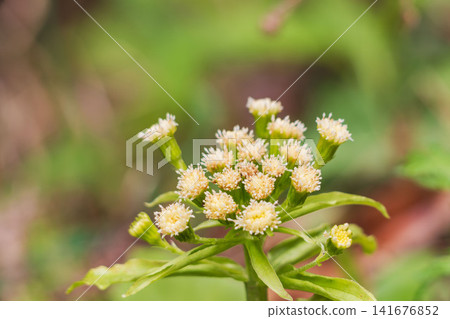 Butterbur flowers in the spring mountains 07 Butterbur flowers in the spring mountains 07 141676852