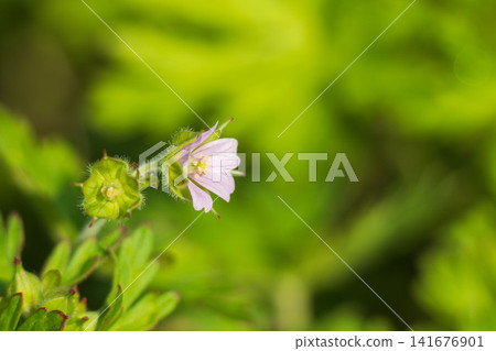 Spring Forest: Small American Geranium Flowers 01 141676901