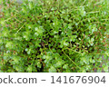 垂花景天（Sedum sarmentosum）的特寫 141676904