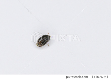 Adult varied carpet beetle Adult varied carpet beetle 141676931