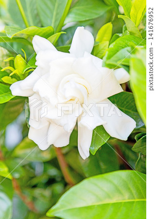 The wildflowers around the house, a variety of seasons, have begun to bloom on the evergreen trees in the garden. Beautiful double-flowered gardenias with glossy white blossoms have started to bloom. The wildflowers around the house, a variety of seasons, have begun to bloom on the evergreen trees in the garden. Beautiful double-flowered gardenias with glossy white blossoms have started to bloom. 141676952