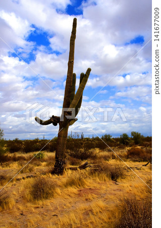 Old Saguaro Cactus Sonora desert Arizona Old Saguaro Cactus Sonora desert Arizona 141677009